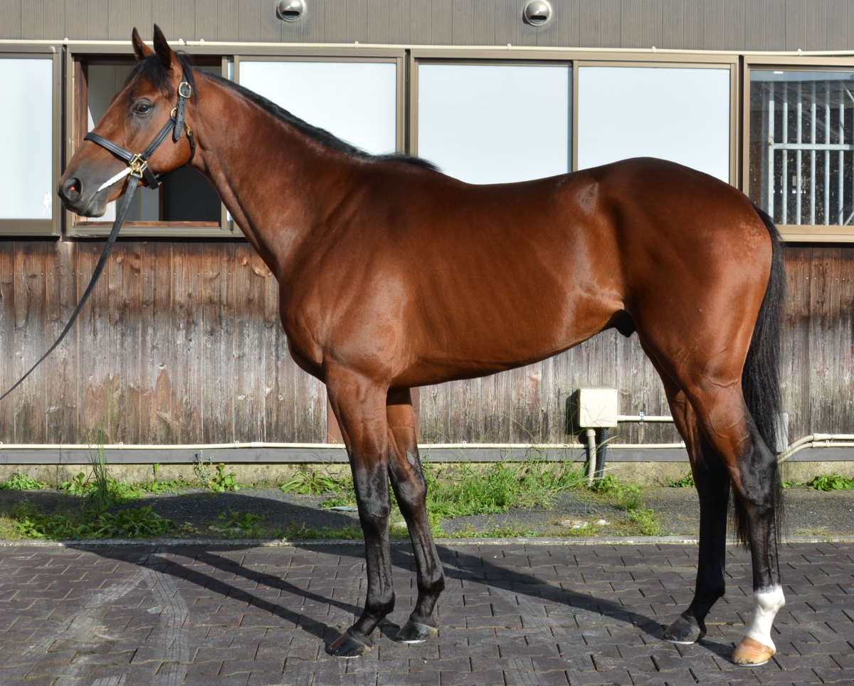 ショウナンアワード　　牡３歳　　※中央競馬　登録抹消_main1