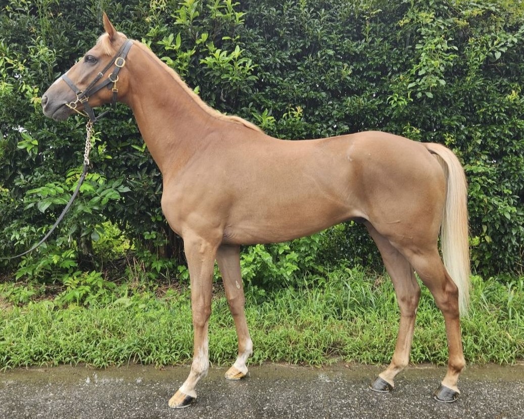 キンパツ　　セン３歳　　※地方競馬　在籍_main1