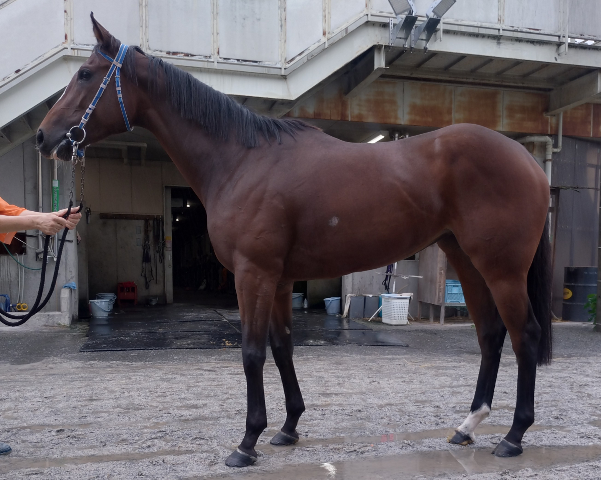メイショウサザナミ　　牝３歳　　※地方競馬　在籍_main1