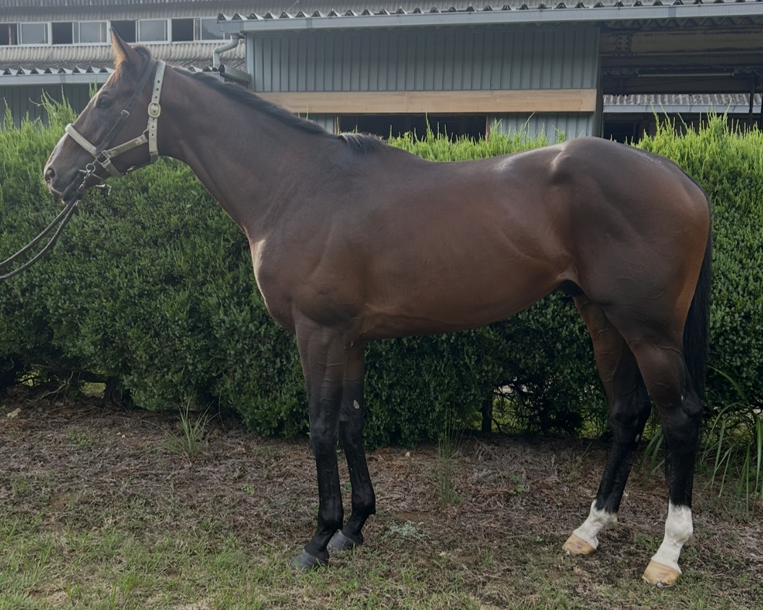 ゴートゥーバラモン　　牡３歳　　※地方競馬　在籍_main1