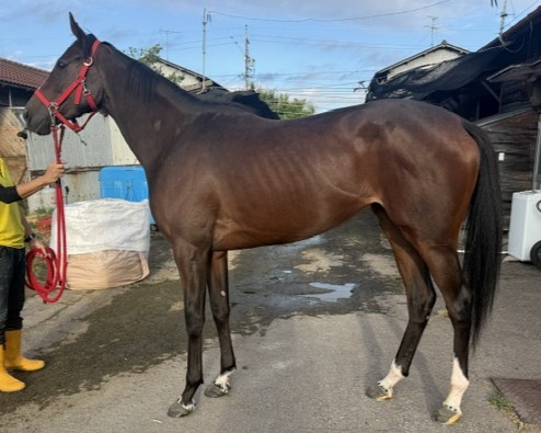 エイシンヒアカムズ　　牝３歳　　※地方競馬　在籍_main1