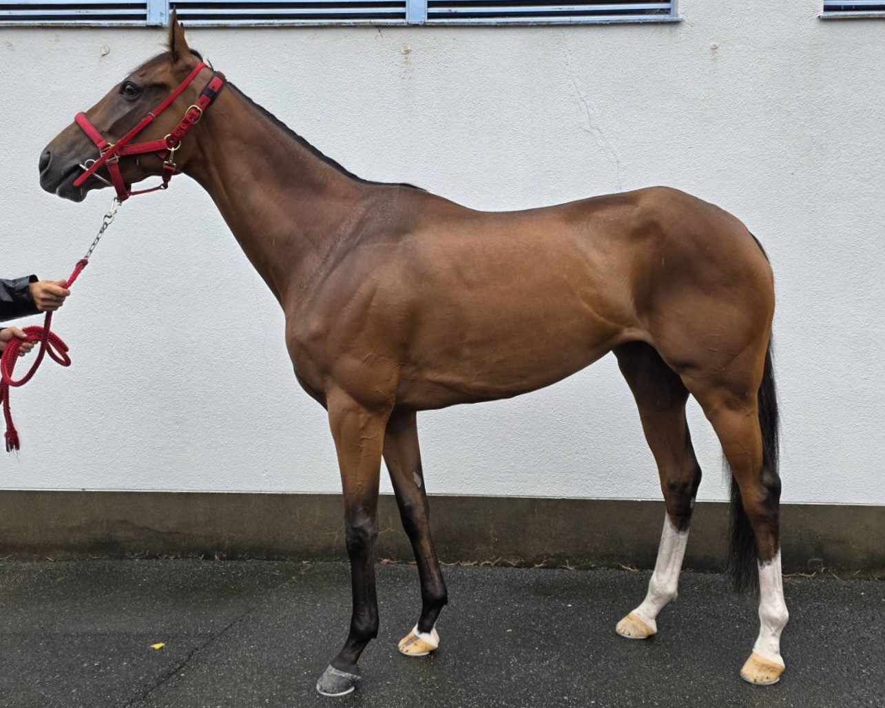 マイリトルロマンス　　牝４歳　　※地方競馬　在籍_main1