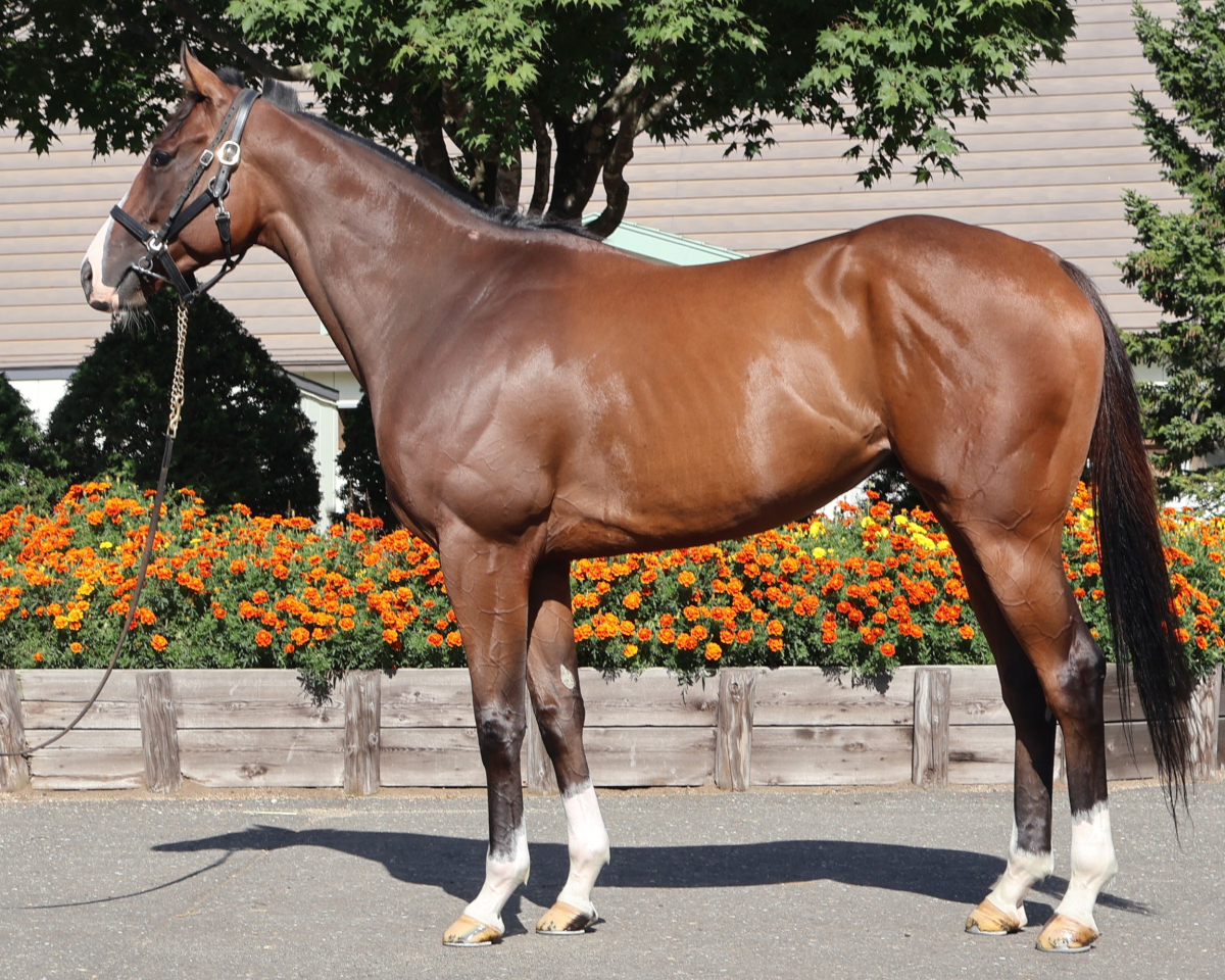 スメラギ　　セン４歳　　※地方競馬　在籍_main1