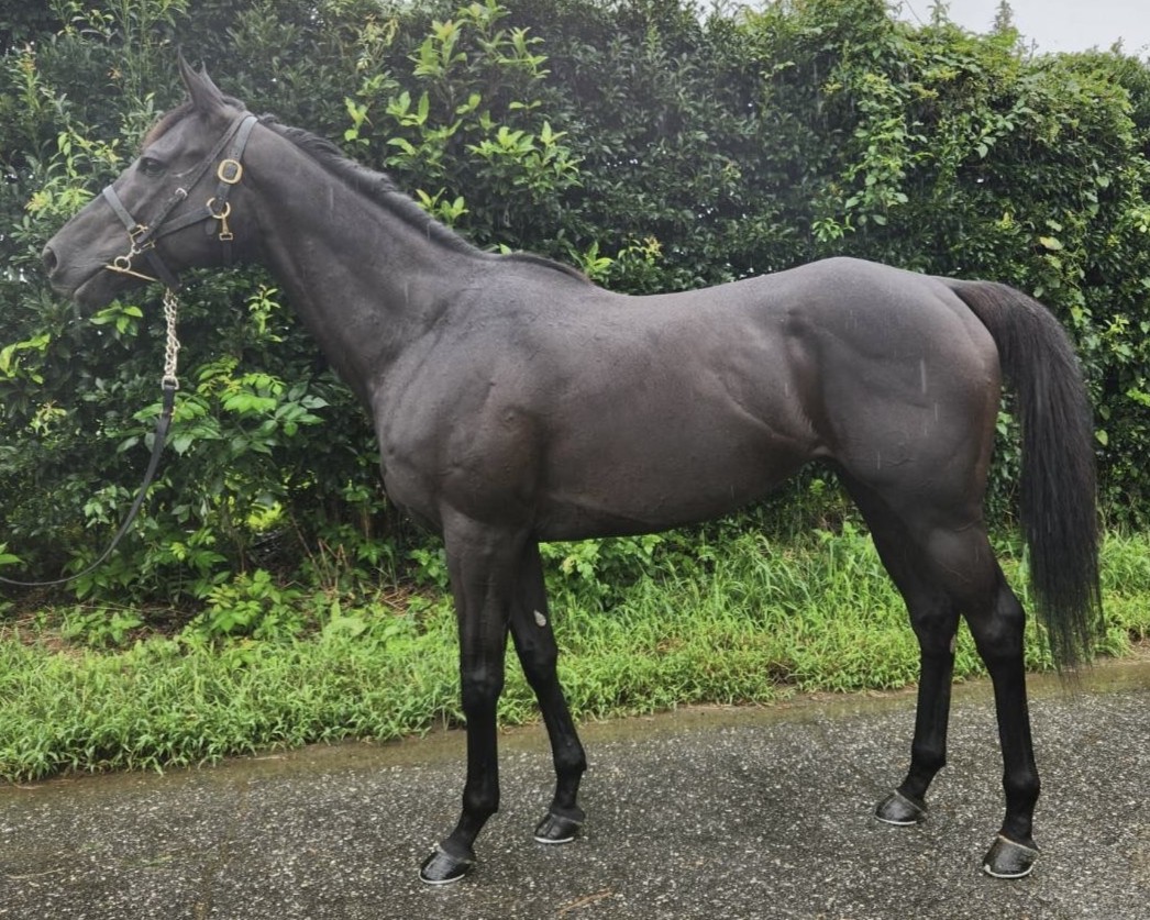 イソエヴィクラント　　牡５歳　　※地方競馬　在籍_main1