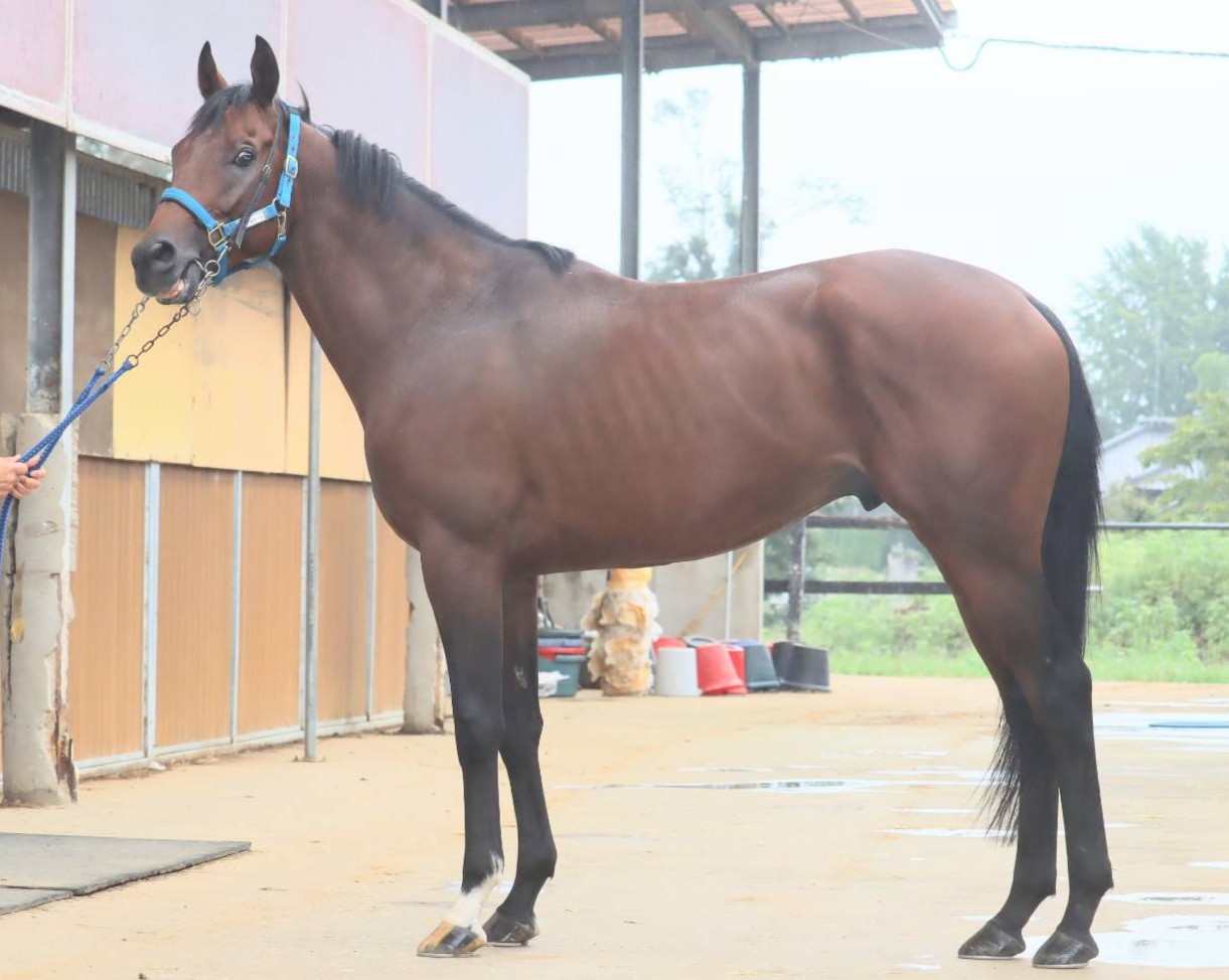 ロイヤルタイム　　牡３歳　　※中央競馬　登録抹消_main1