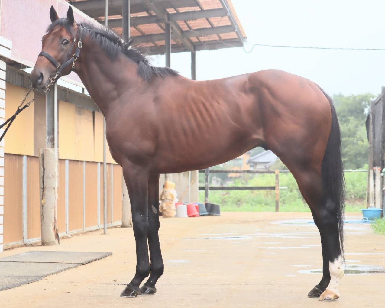 ブラックパロット　　牡３歳　　※中央競馬　登録抹消_main1