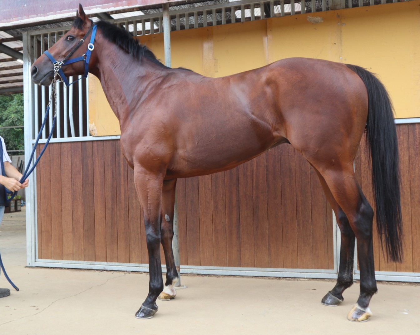 ピンパンポン 牡3歳 ※中央競馬 登録抹消 | サラブレッドオークション