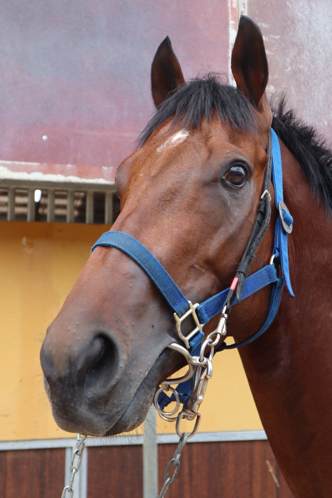 ピンパンポン 牡3歳 ※中央競馬 登録抹消 | サラブレッドオークション