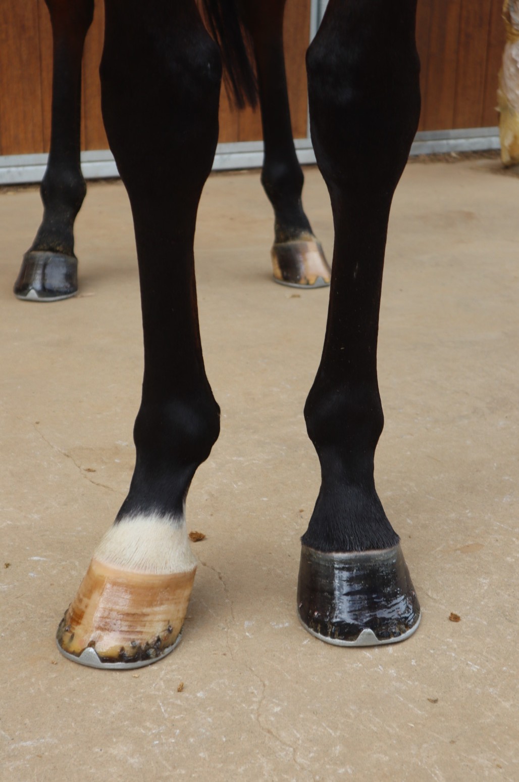 ピンパンポン 牡3歳 ※中央競馬 登録抹消 | サラブレッドオークション