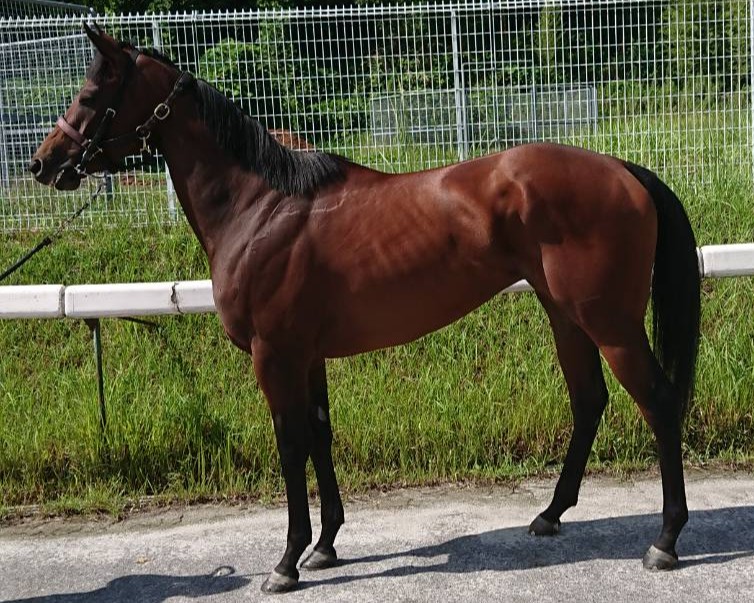 ！ 最終値下げ！ アサシンズプライド 抽プレ  ドラゴンマガジン 最終値下げ！ アサシンズプライド 抽プレ ドラゴンマガジン 最終