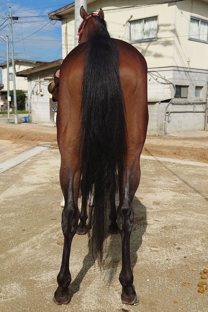 トリディマイト 牡3歳 ※地方競馬 在籍 | サラブレッドオークション