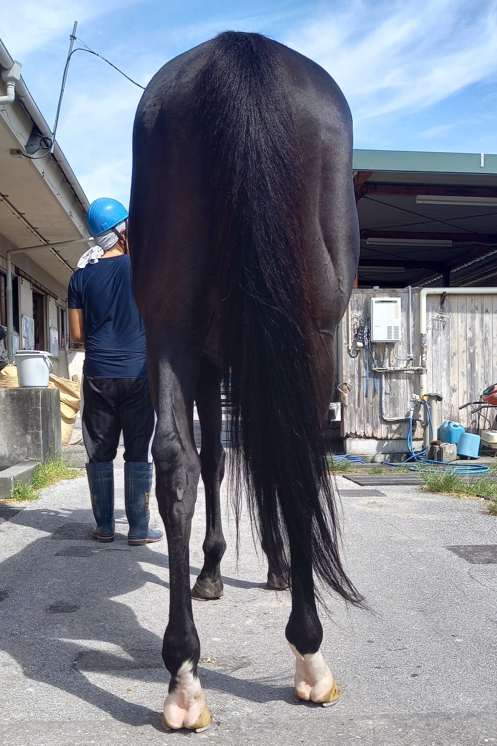 卯月☆様：リピーター割 ヴアーサ 牡7歳 ※地方競馬 在籍 | サラブレッドオークション
