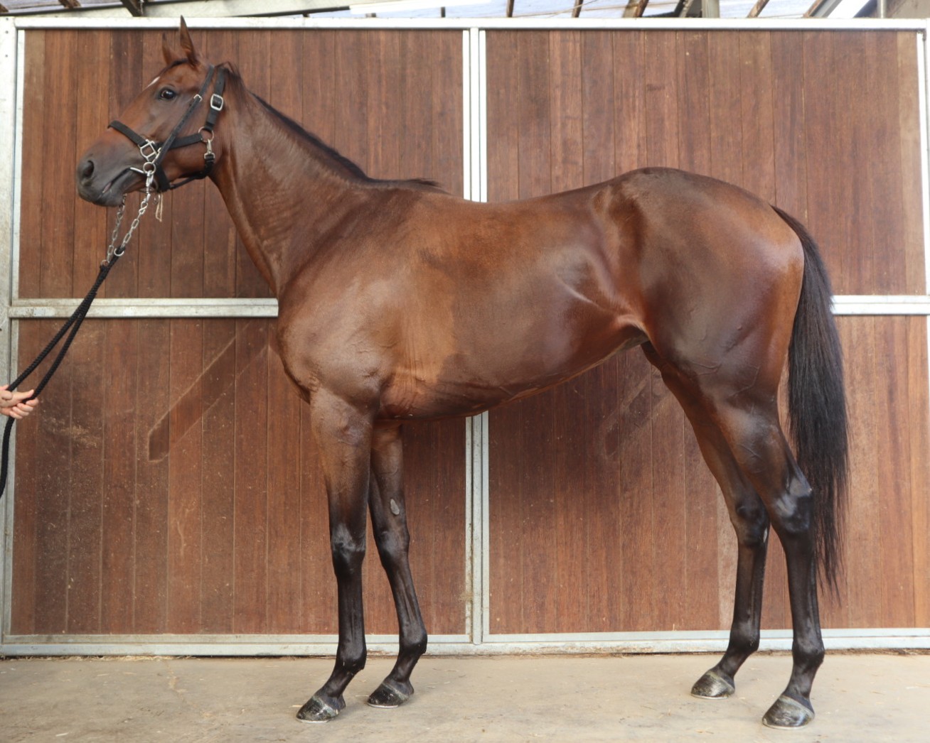 オッスイレブン　　牝３歳　　※中央競馬　登録抹消_main1