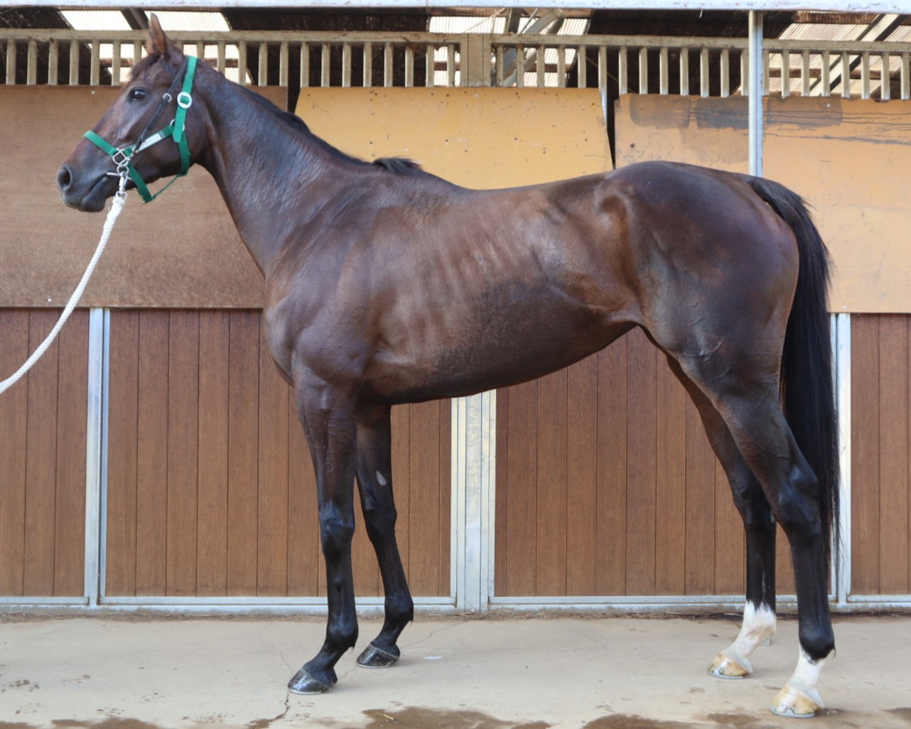 バックパック 牝3歳 ※中央競馬 登録抹消 | サラブレッドオークション