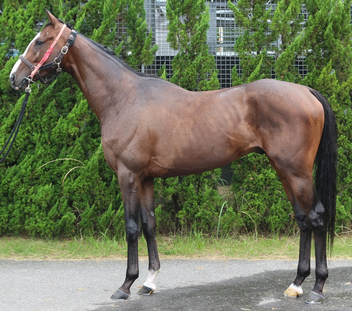 ドンファーラウェイ　　牡３歳　　※中央競馬　登録抹消_main1