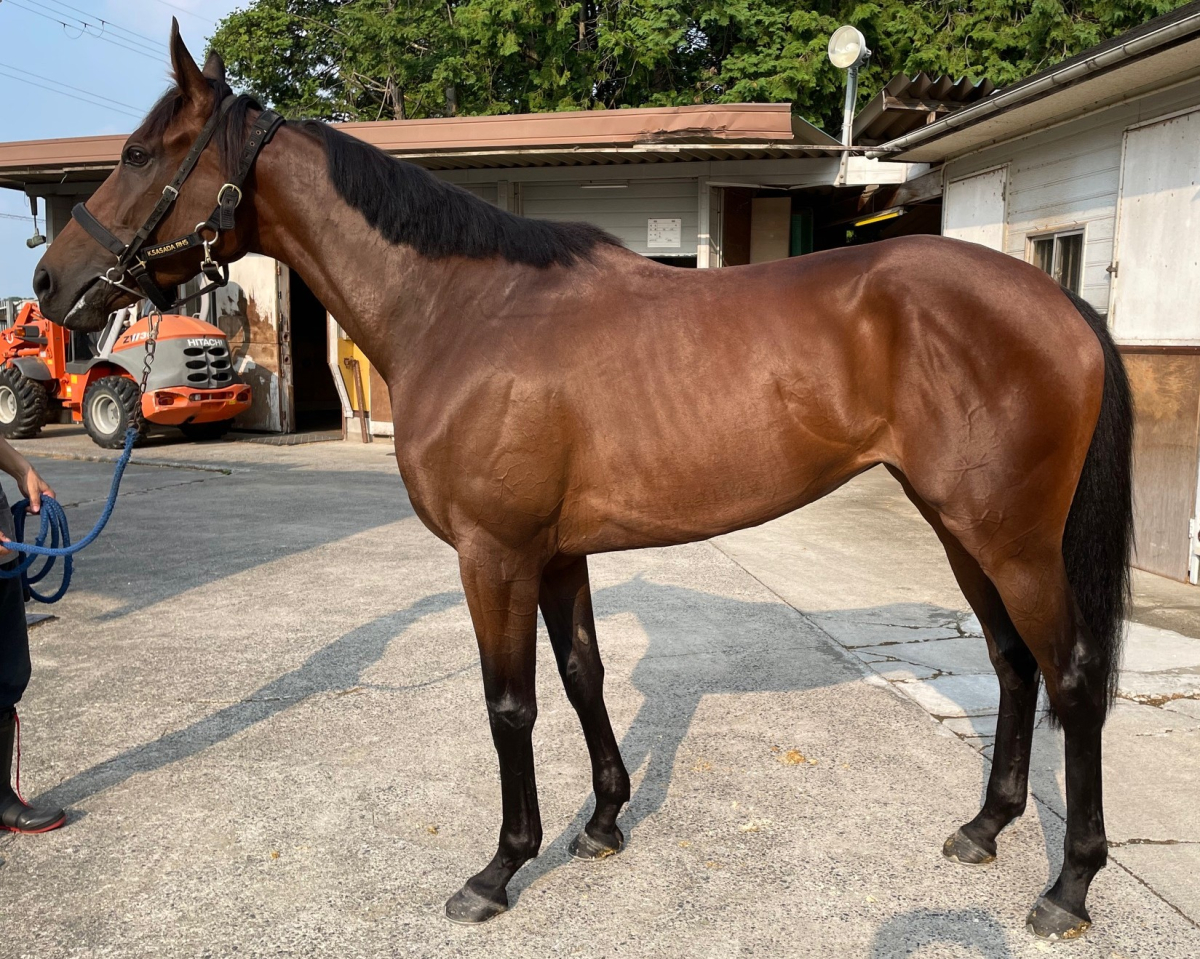 メイショウセオト　　牝３歳　　※中央競馬　登録抹消_main1