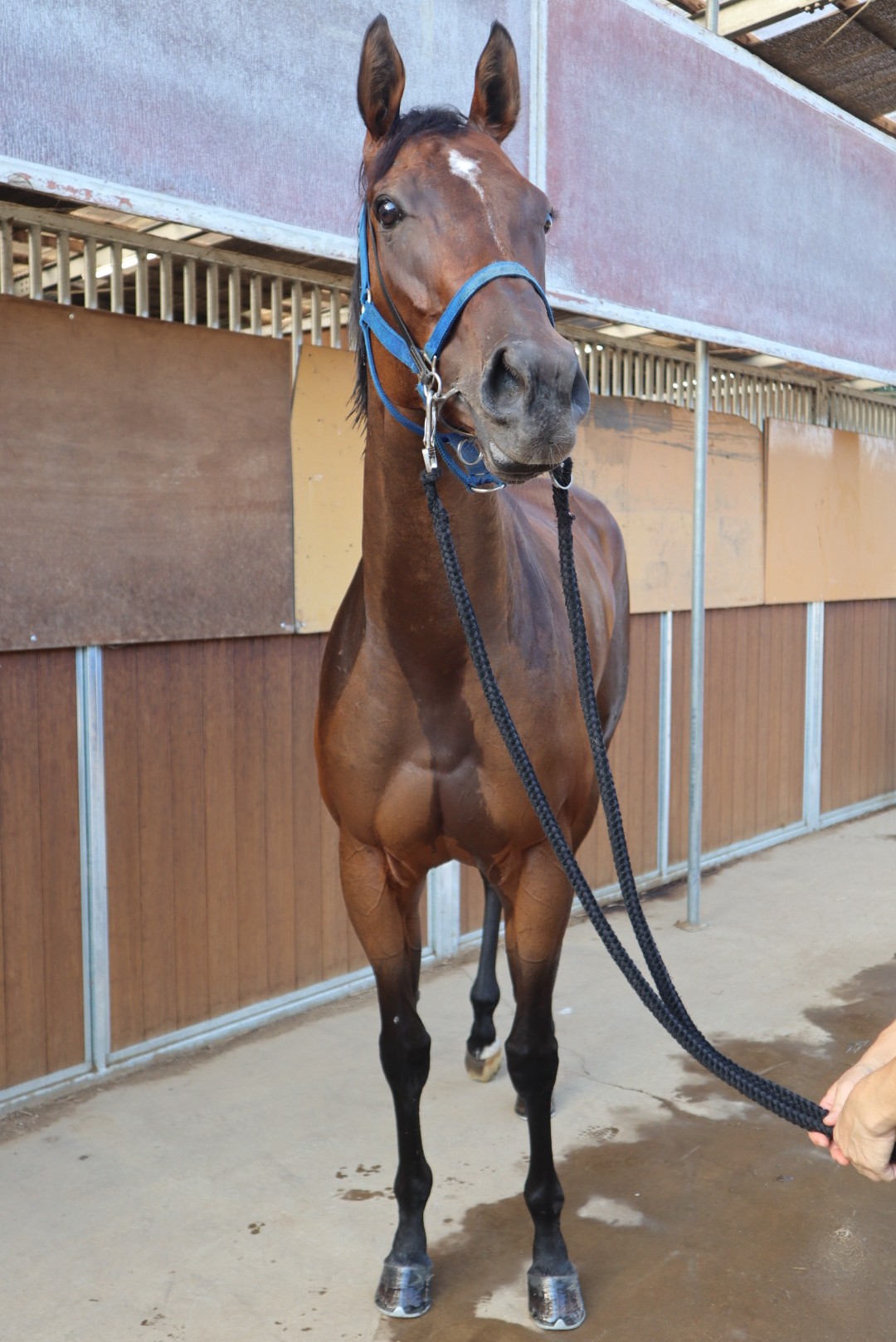 ポリアンセモス 牝3歳 ※中央競馬 登録抹消 | サラブレッドオークション