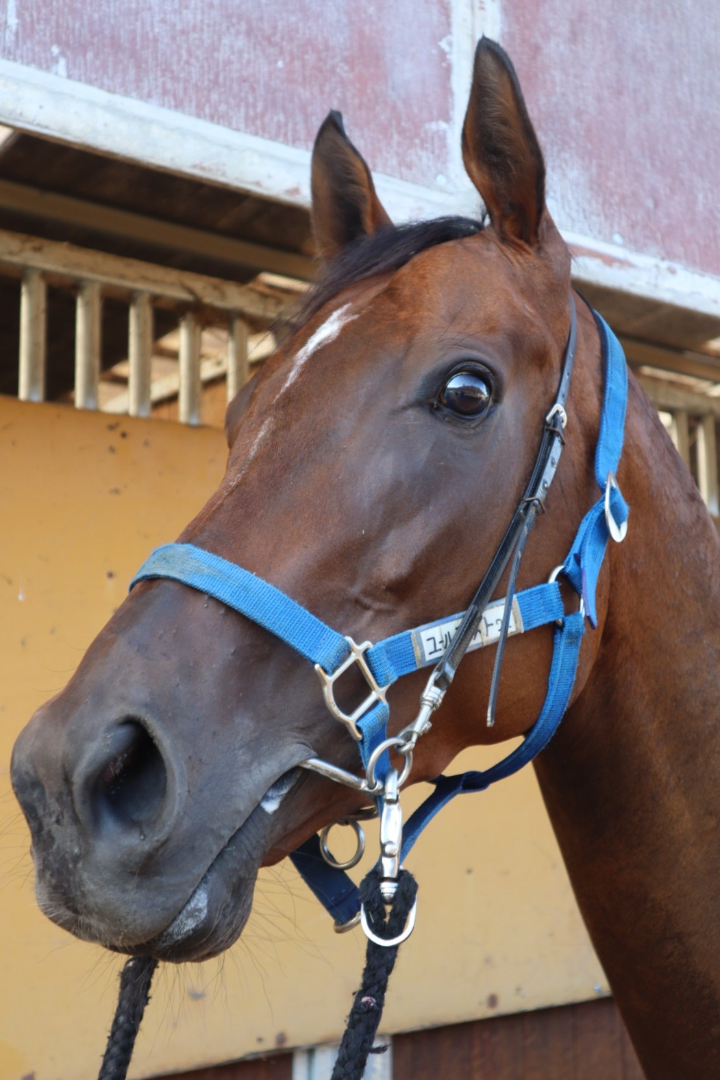 ポリアンセモス 牝3歳 ※中央競馬 登録抹消 | サラブレッドオークション