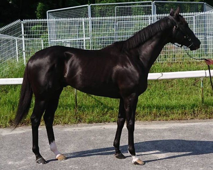 ホースワン 牡3歳 ※中央競馬 登録抹消 | サラブレッドオークション