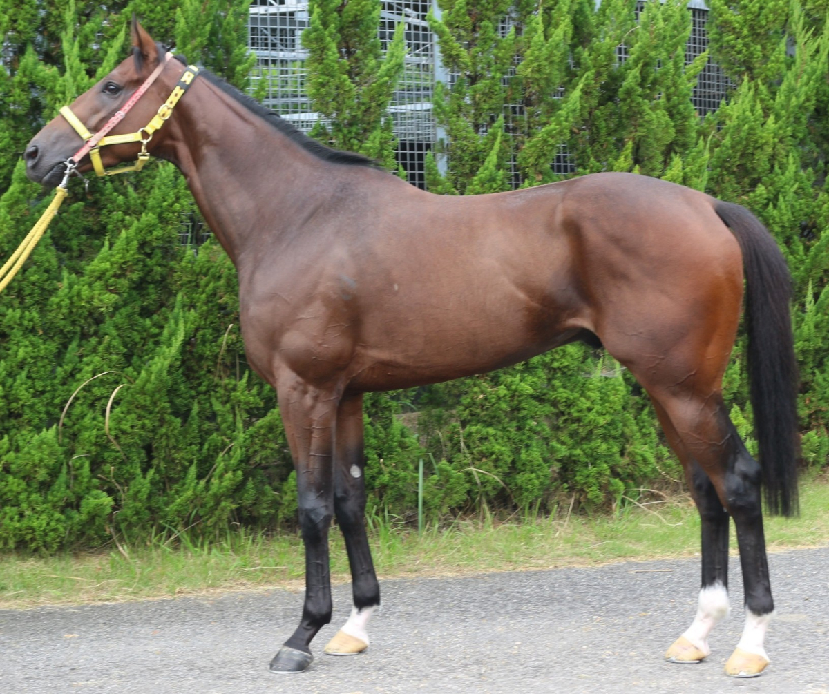 アルデフォックス セン3歳 ※中央競馬 登録抹消 | サラブレッド