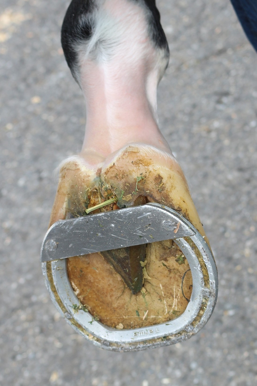 【デットストック品】トレジャーガウスト　マグネライズリング　第3弾　入手困難品 デットストック品】トレジャーガウスト マグネライズリング 第3弾 入手