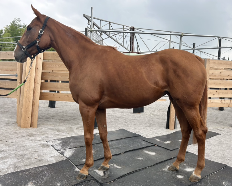 リックボイ 牝3歳 ※地方競馬 在籍 | サラブレッドオークション