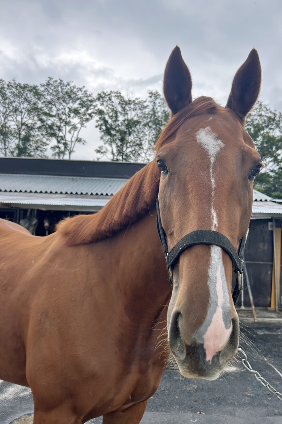 競馬　レア本 アリユールボルト 牡3歳 ※地方競馬 在籍 | サラブレッド