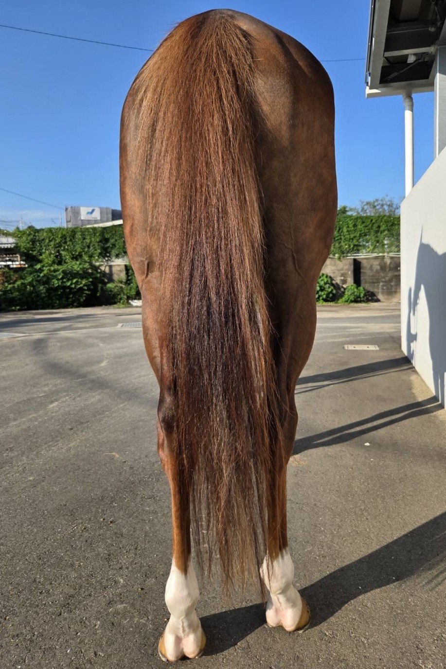 ゴールデンリープ 牝4歳 ※地方競馬 在籍 | サラブレッド