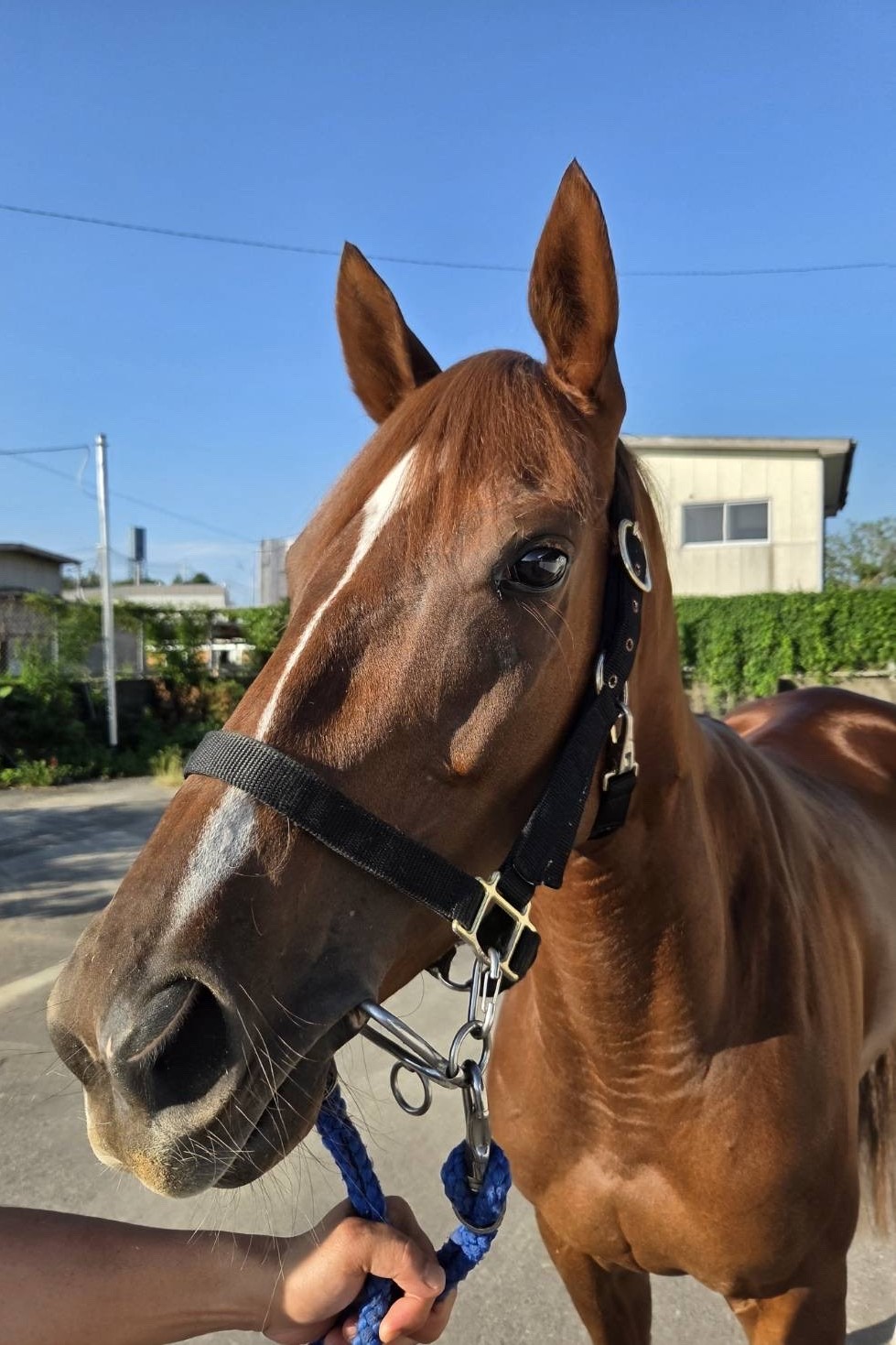 レジェンドのみ 約300枚以上大量まとめ売り LEGEND 天然シトリン おまとめ 300ct ＊ルース 裸石 宝石 citrine