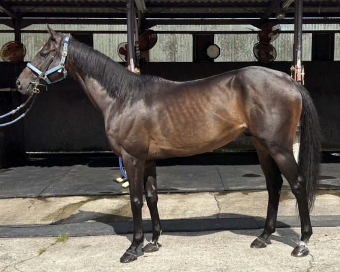 ラント 牝7歳 ※地方競馬 在籍 | サラブレッドオークション