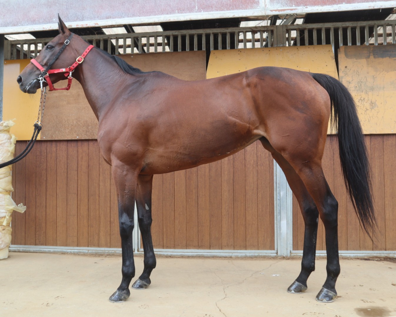 キーラーヴォッヘ 牝8歳 ※地方競馬 在籍 | サラブレッドオークション