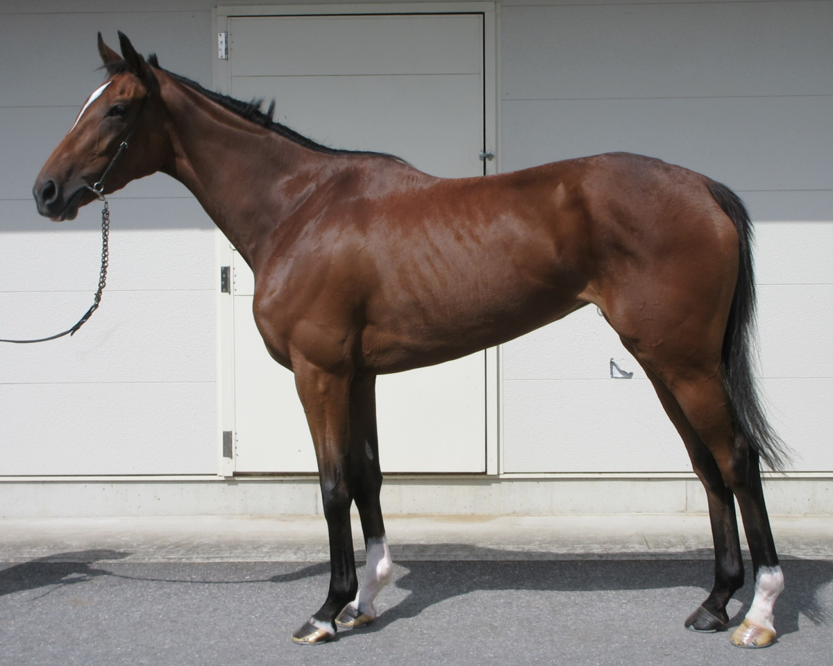 JRA中央競馬  非売品  年度代表馬カード 全35枚  JRA配布物 JRA中央競馬 非売品 年度代表馬カード 全35枚 JRA配布物