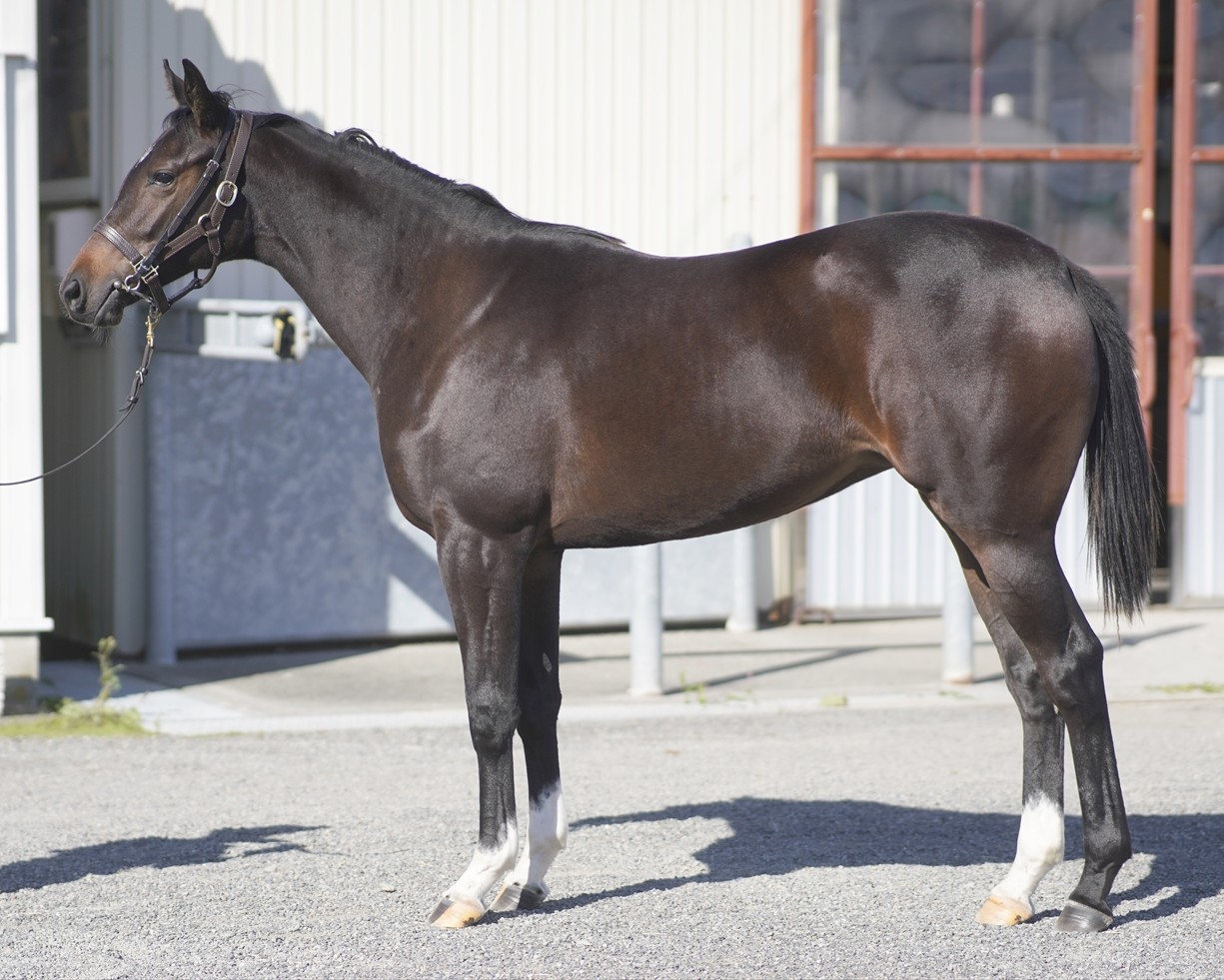 ヴォルパンテールの25　　牝１歳　　※育成馬　育成中の１歳馬_main1