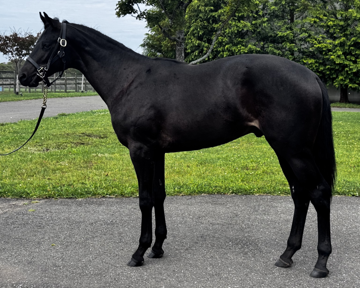 サテラノサトの25　　牡１歳　　※育成馬　育成中の１歳馬_main1