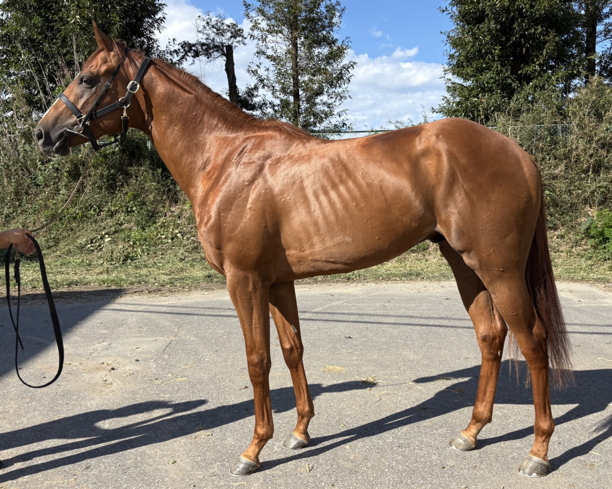 アミノショコラ　　牡２歳　　※中央競馬　登録抹消_main1