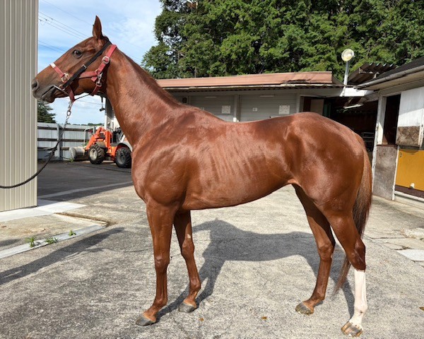 ウインリーブル　　牝３歳　　※中央競馬　登録抹消_main1