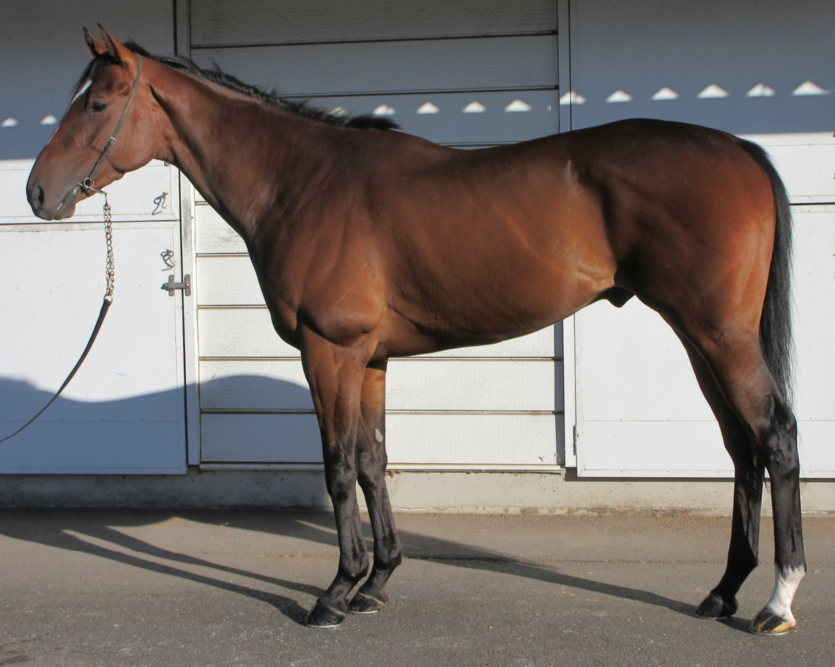 チャームドウイング　　セン３歳　　※中央競馬　登録抹消_main1