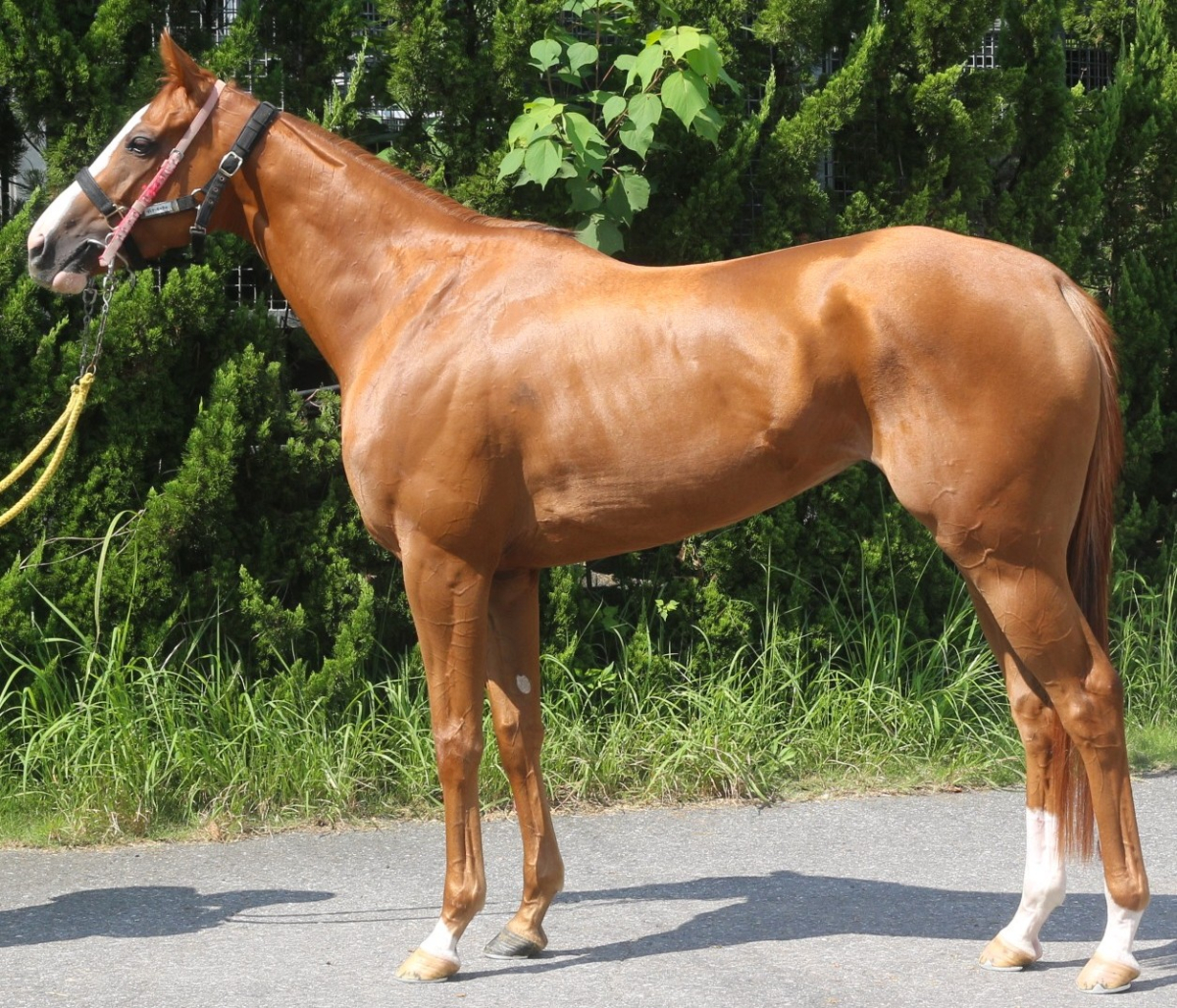 ディアーモルタル　　牝３歳　　※中央競馬　登録抹消_main1
