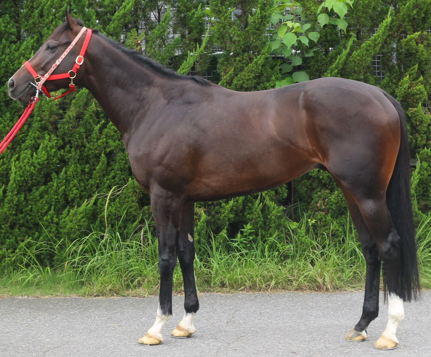 ファイナルコマンド　　牡３歳　　※中央競馬　登録抹消_main1