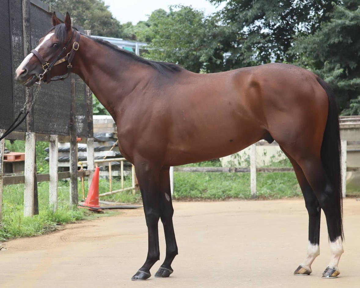 ポンテヴェッキオ　　牡３歳　　※中央競馬　登録抹消_main1