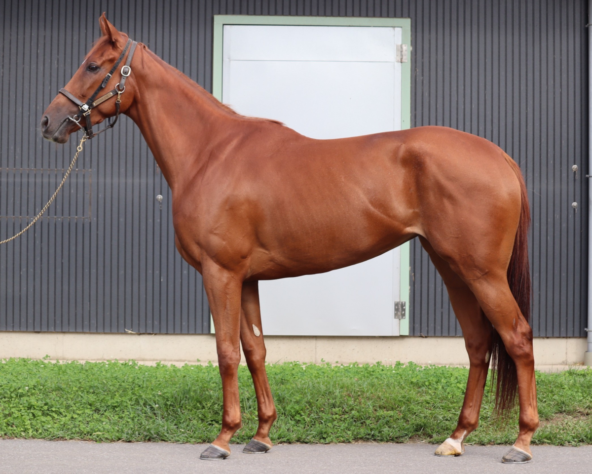 ヤマトスイフト　　牝３歳　　※中央競馬　登録抹消_main1
