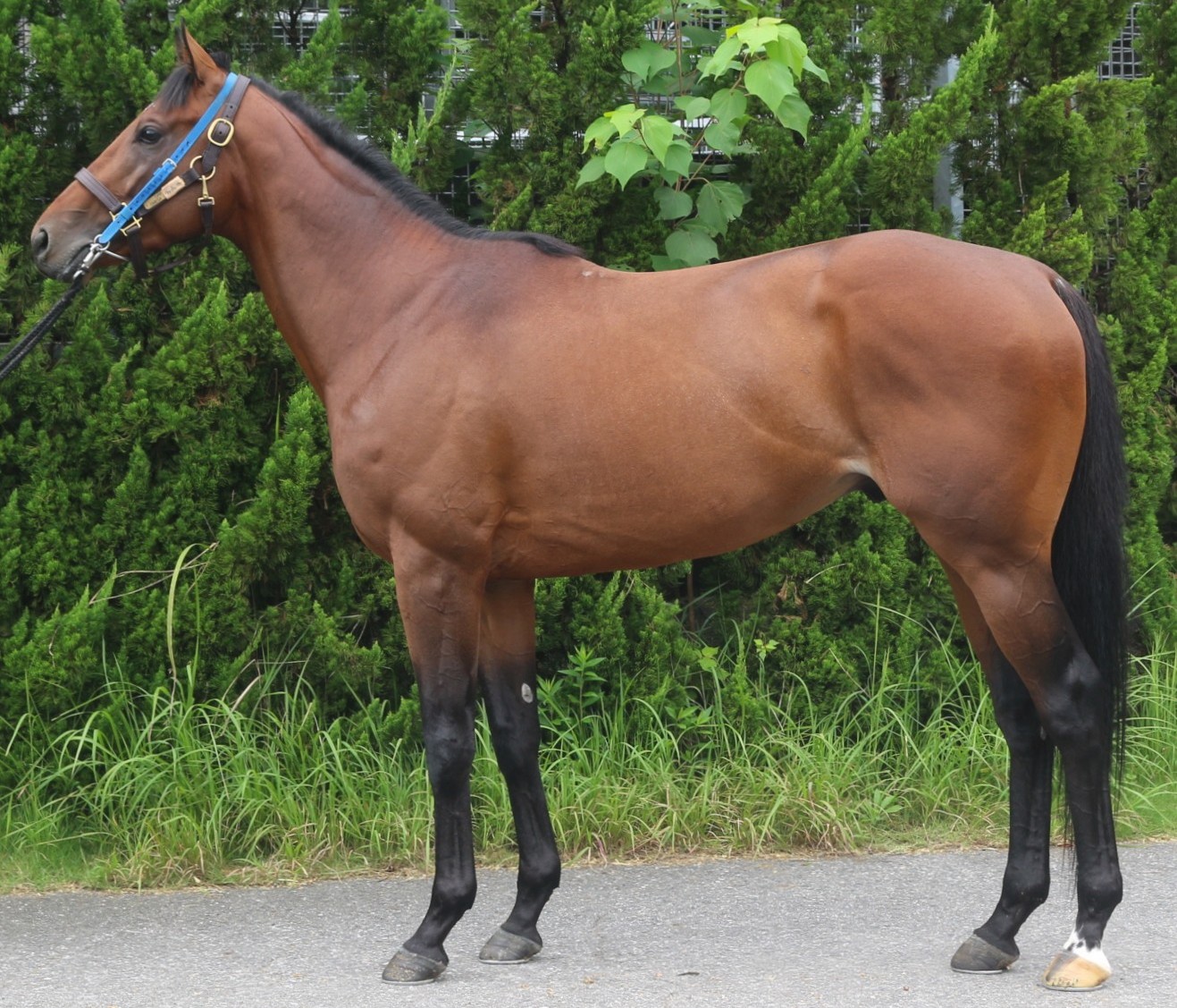 ヴァンドゥーヴル　　牡３歳　　※中央競馬　登録抹消_main1