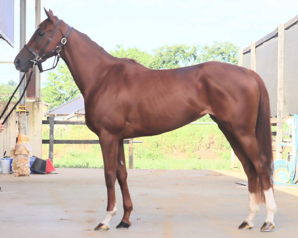 トリエンナーレ　　牝３歳　　※中央競馬　登録抹消_main1