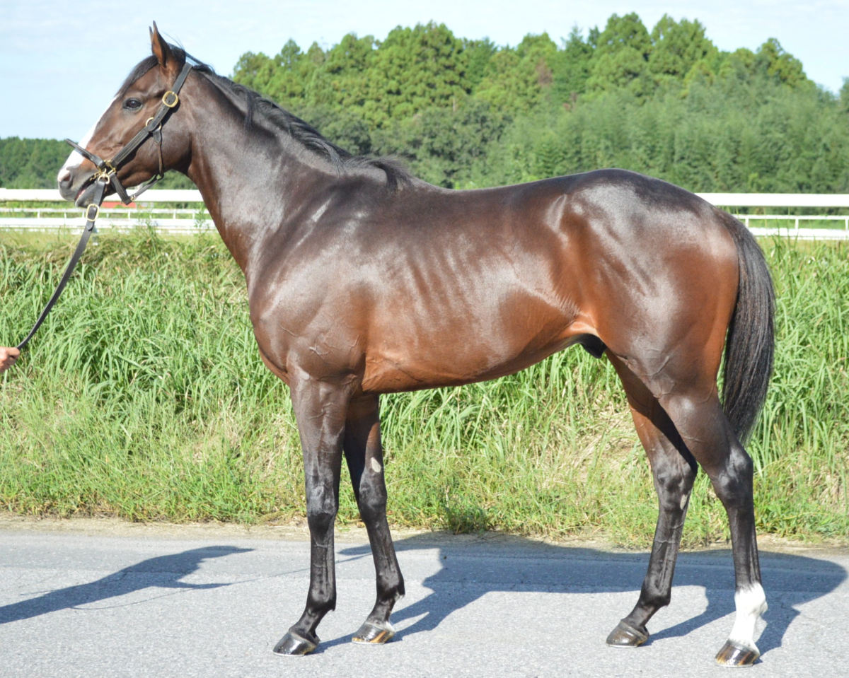 ムーンリットレイン　　牡３歳　　※中央競馬　登録抹消_main1