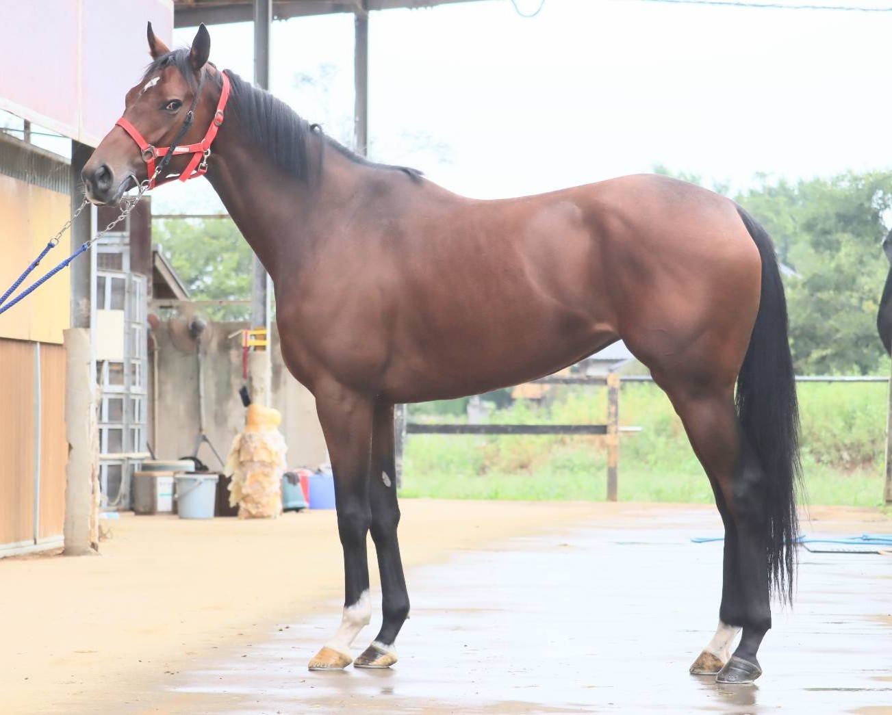 ラヴィングリー　　牝３歳　　※中央競馬　登録抹消_main1