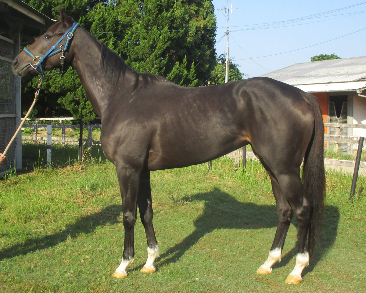 フェミナンジェンヌ　　牝３歳　　※中央競馬　登録抹消_main1