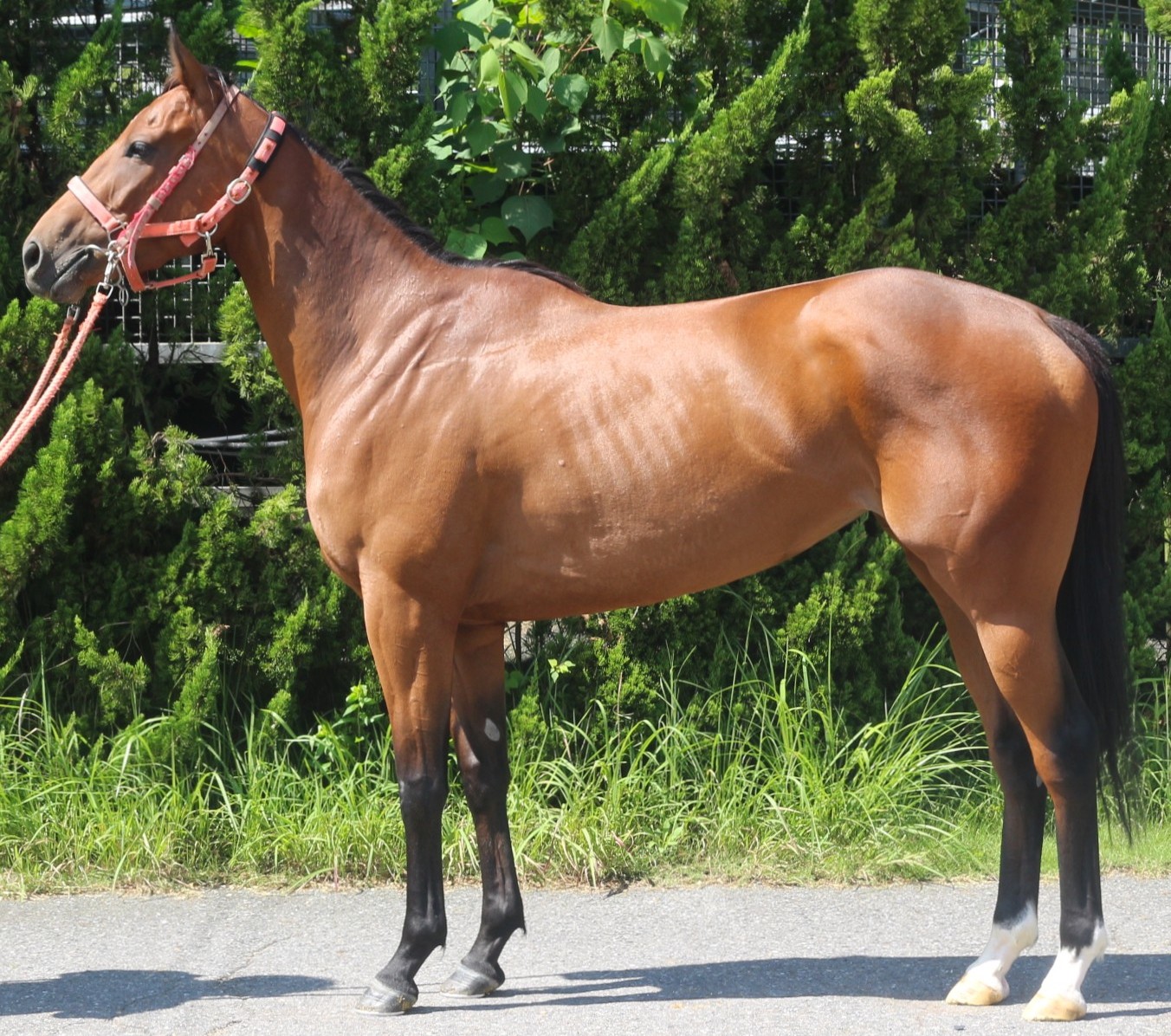 ファイアプレイス　　牝３歳　　※中央競馬　登録抹消_main1