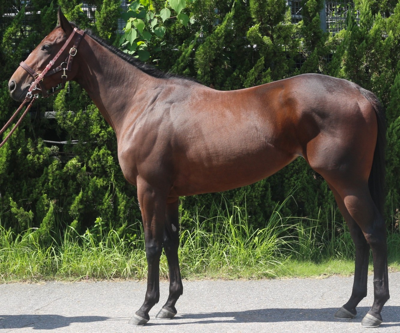 プペアンビスキュイ　　牝３歳　　※中央競馬　登録抹消_main1