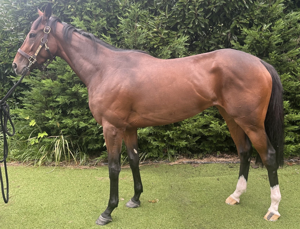 ベルトナリテ　　牝３歳　　※中央競馬　登録抹消_main1