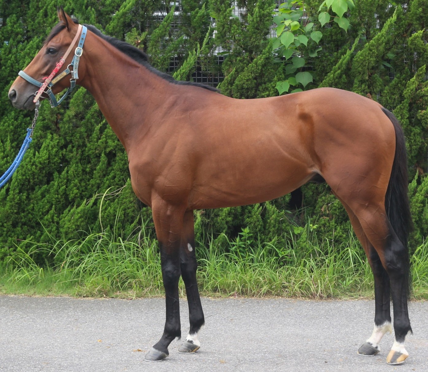ヴィスメンティス　　牡３歳　　※中央競馬　登録抹消_main1